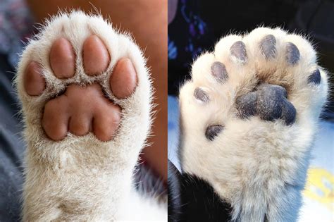 chatte doigt|8 faits sur les chats polydactyles et leurs doigts surnuméraires.